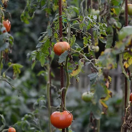 Vendégház Bernabales 4*