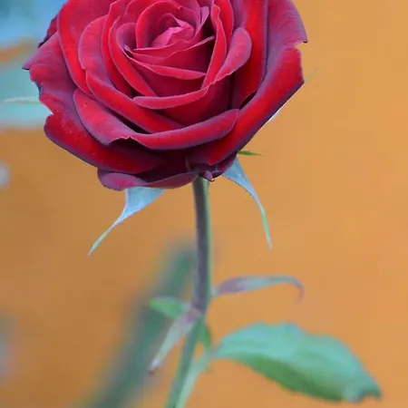 Bernabales Vendégház