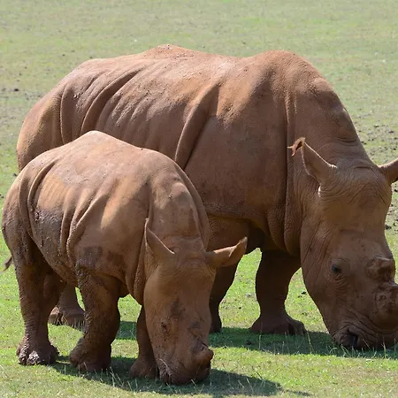 Bernabales 4* Паманес