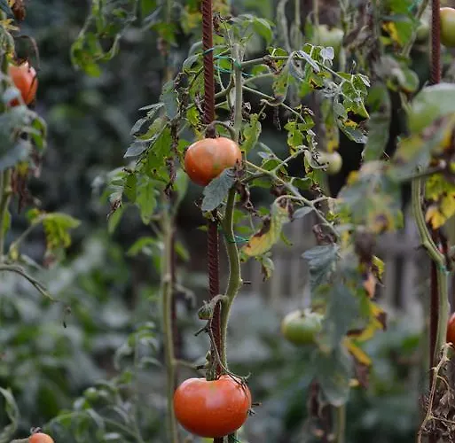 Pensión Bernabales 4*